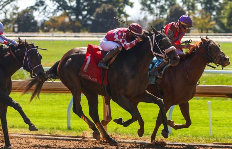 The Role of DNA Testing in Racehorse Breeding