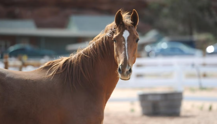 The Role of Sanctuaries for Former Racehorses